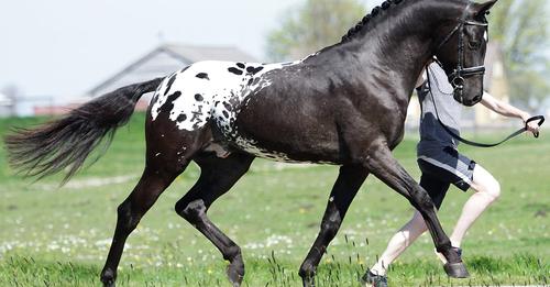 Perus Stables - Home Bred Stallions, Holland